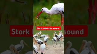 Stork bird and sound educational kidsvideoworld birds nature storkbird birdsound Stork [upl. by Ahsirpac283]