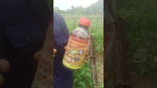 Insecticide for tomato plants [upl. by Nicki]