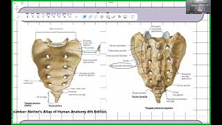 Anatomi Vertebra Musculi Regio Dorsum [upl. by Zeidman]