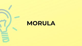 What is the meaning of the word MORULA [upl. by Vasiliki]