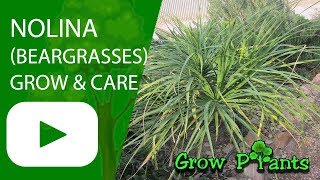 Nolina  grow amp care Beargrasses [upl. by Kahlil]