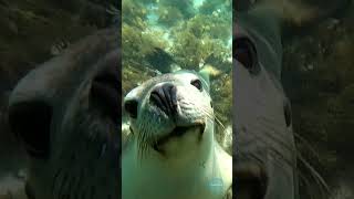 Swimming with Seals  Jurien Bay [upl. by Wildee512]