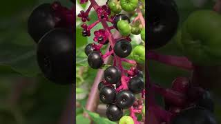 American Pokeberry just in time for migrating birds [upl. by Kahler]