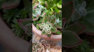 Suculenta Echeveria Pulvinata Ruby Blush shorts [upl. by Akehs]