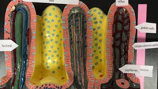 CCC Online Biology Lab  small intestine histology model labeled and unlabeled [upl. by Oniotna89]