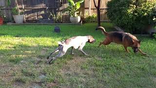 playtime German Shepherd GSD Shorthaired Pointer GSP👈🙃🐶newvideo viral germanshepherd gsd gsp [upl. by Acirahs]