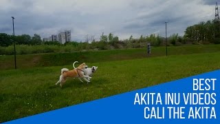 Akita Inu and Argentinian Mastiff Playtime Japanese Akita 秋田犬 [upl. by Malvin]