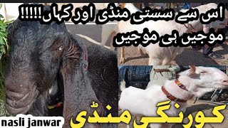 korangi dhai number Bakra mandi latest update Nov 4 2024 mashallahgoatfarmawadh [upl. by Swee283]