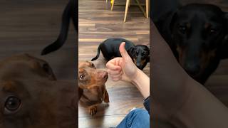 Good Boys PepperampPickle นปโปะหยุดหม่ำ 😂 Dachshund Dog doglover pets animals cute [upl. by Wiley]