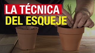 La técnica del esqueje  COMPO Jardinería [upl. by Sucram]