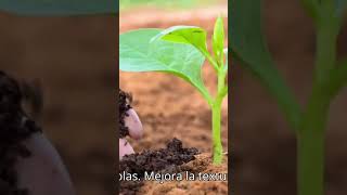 Descubre los MEJORES Fertilizantes Orgánicos para tu Jardín shortvideo [upl. by Hamlen478]