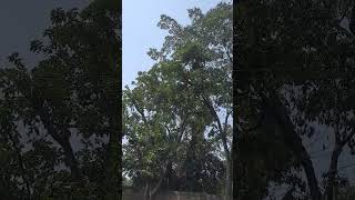 Cutting of Trees at Myplace Milimani Lounge part 2 [upl. by Neerac]