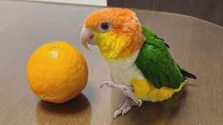 White bellied Caique Sounds  Caique Parrot Talking  Caique Parrot Dancing amp Playing [upl. by Anirehtac490]