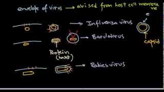 18 Lipid containing viruses [upl. by Jahncke]