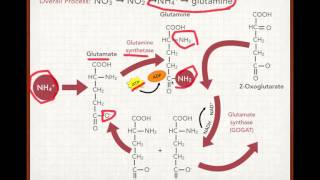 Plant Nitrogen Uptake and Assimilation [upl. by Edouard]