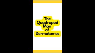 The Quadruped Man of Dermatomes Explained  Physical Therapy Mnemonics [upl. by Ardied]