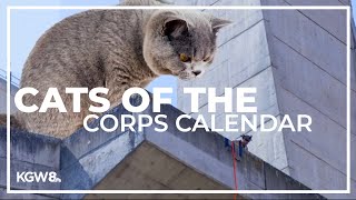 Army Corps of Engineers debuts cat calendar [upl. by Clemente435]