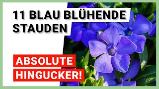 11 blau blühende Stauden für den Garten [upl. by Clive]