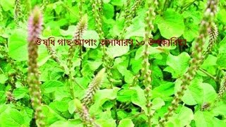 ঔষধি গাছ আপাং এর অসাধারণ ১০ উপকারিতাApang Ar Upokaritaআপাং এর উপকারিতা [upl. by Sterner]