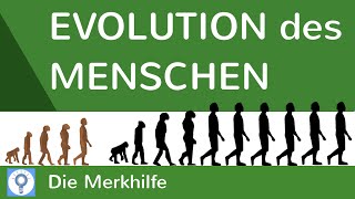 Evolution des Menschen  einfach erklärt  Wasseraffen amp Savannentheorie  Evolution 25 [upl. by Chafee]