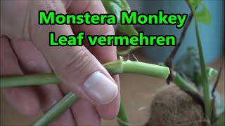 Monstera Monkey Leaf vermehren  So klappt es garantiert mit dem Ableger [upl. by Arah723]