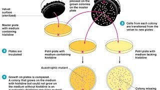 Colony hybridization assay [upl. by Trust]