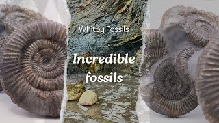 Fossil Hunter Finds Fossils On A Remote Beach [upl. by Ramuk]