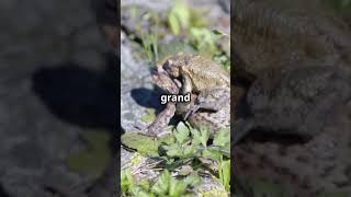 5 awesome frog facts 🐸 frogs animalfacts animalshorts facts [upl. by Ailekat749]