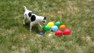 DOG vs WATER BALLOONS [upl. by Sullivan]