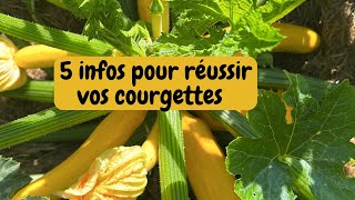 5 infos pour réussir vos courgettes et courges [upl. by Milon]