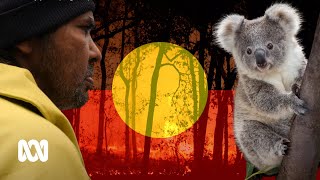 Cultural burns protect a threatened koala population O 🔥  Indigenous  ABC Australia [upl. by Noeruat]