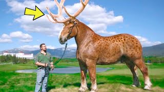 Man Catches Huge Horse With Antlers – Turns PALE When He Realizes What It Is [upl. by Hales]