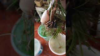 Air plantsTillandsia genus Watering flora of my garden  Dharwad  Karnataka [upl. by Jeremias]