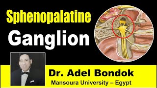 Sphenopalatine Pterygopalatine Ganglion Dr Adel Bondok [upl. by Sarkaria]