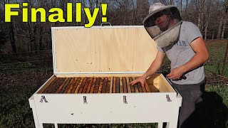 🔵Long Hive Beekeeping Episode 1 [upl. by Lupiv853]