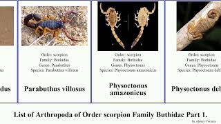 List of Arthropoda of Order scorpion Family Buthidae Part 2 tityus uroplectes parabuthus mana [upl. by Rimma]