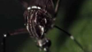 Aedes aegypti e Aedes albopictus  Uma Ameaça aos Trópicos parte 1 [upl. by Tammie]