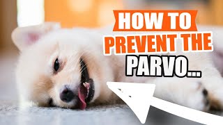 How to TREAT and PREVENT the deadly PARVO VIRUS🐶 [upl. by Ettelegna387]