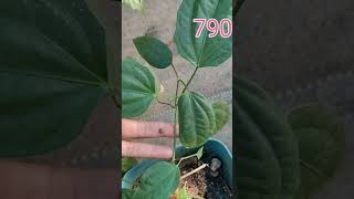 China dollsalepost plants shortvedio [upl. by Hayila]