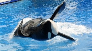 Famous SeaWorld killer whale Tilikum has died [upl. by Marti]