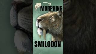 Morphing the Smilodon Evolution The saber toothed cat shorts paleoart evolution [upl. by Adnilav]