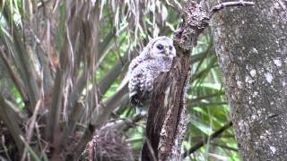 Barred Owl Part 2 First Steps Outside The Nest [upl. by Yleoj755]