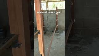 Como iniciar uma gaiola maternidade suína shortvideo [upl. by Walburga]