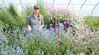 Overwinter Flower Tunnel  Cynoglossum Chinese ForgetMeNot [upl. by Sheba]