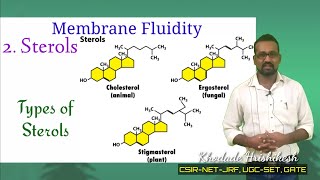 Lecture10 P3 Membrane Sterols  Structures amp Function  Types  Asymmetry in membrane  Steroid [upl. by Uv]