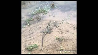 shortsvideo AUSTRALIAN WATER DRAGON [upl. by Aernda153]