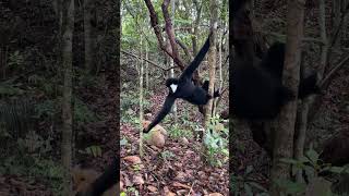 White cheeked gibbon couple 🐒😊 [upl. by Cletis]