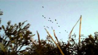 SW Louisiana Specklebelly Goose Hunting with Capt Erik Ruemp4 [upl. by Ardnikal]