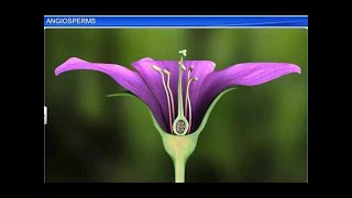 CBSE Class 11 Biology  Angiosperms  By Shiksha House [upl. by Matless557]