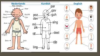 Nederlands oefenen  DUTCH  lichaamsdelen in het nederlands english kurdish [upl. by Gnirol358]